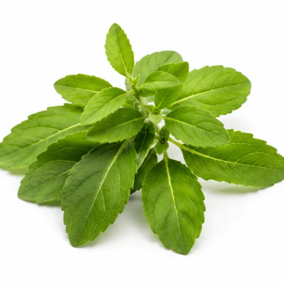 Gudmar Ayurvedic ingredient