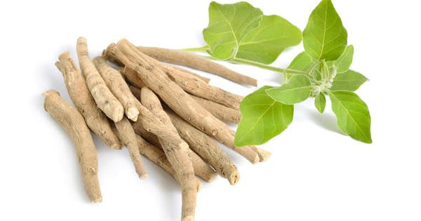 Ashwagandha roots with fresh leaves