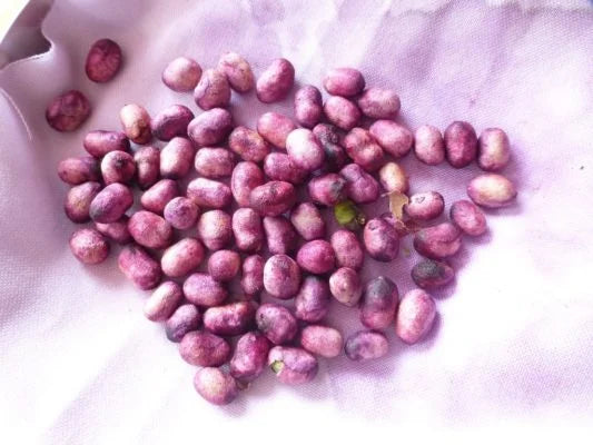 Jamun seeds
