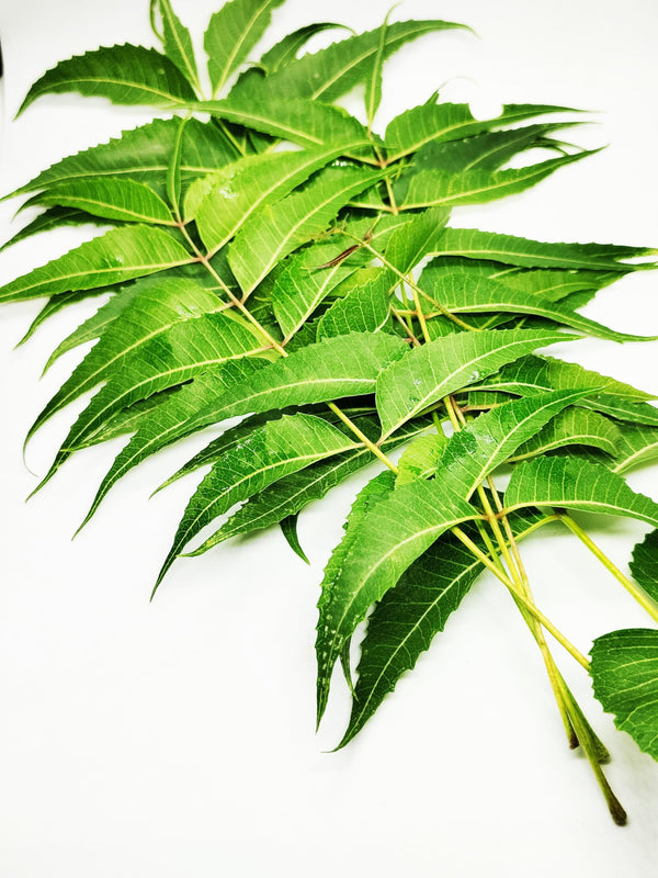 Fresh neem leaves