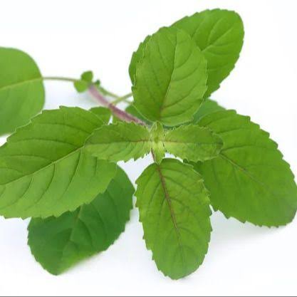 Fresh tulsi holy basil leaves
